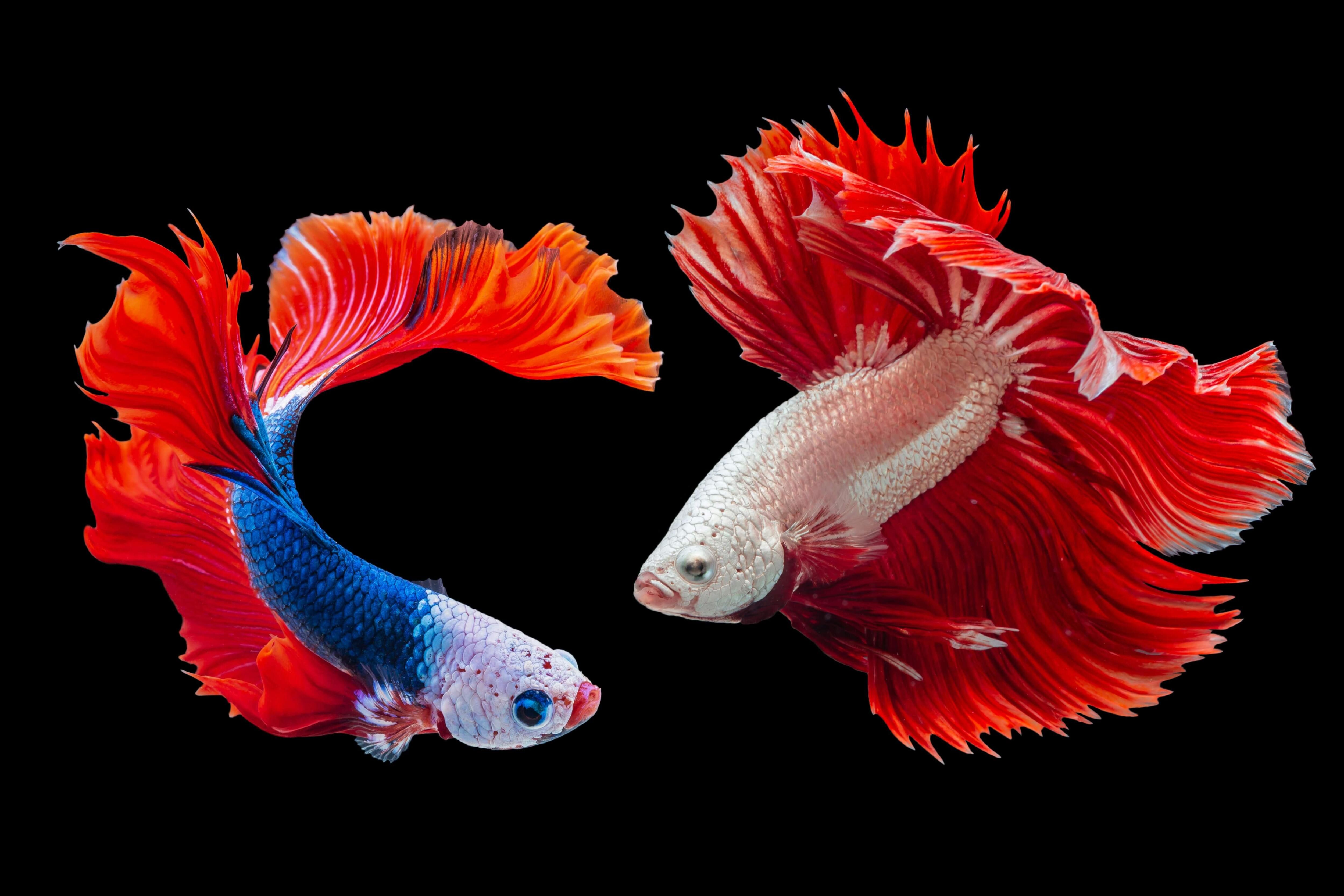 fish-are-unique-just-like-you-are.jpg